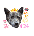 レーベンっ子のおしゃべり4（個別スタンプ：16）