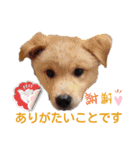 レーベンっ子のおしゃべり5（個別スタンプ：4）