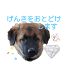 レーベンっ子のおしゃべり5（個別スタンプ：6）