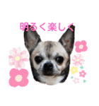 レーベンっ子のおしゃべり5（個別スタンプ：16）