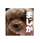 モコと愉快なファミリー（個別スタンプ：11）