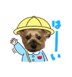 ヨーキーはっち（個別スタンプ：3）