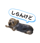 ヨーキーはっち（個別スタンプ：14）