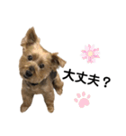 ヨーキーはっち（個別スタンプ：15）