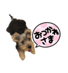 ヨーキーはっち（個別スタンプ：18）