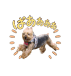 ヨーキーはっち（個別スタンプ：20）