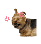 ヨーキーはっち（個別スタンプ：24）