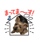 ヨーキーはっち（個別スタンプ：29）
