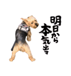 ヨーキーはっち（個別スタンプ：30）