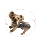 ヨーキーはっち（個別スタンプ：37）