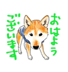 シニアの柴犬 いっちゃん(伊佐蔵)（個別スタンプ：1）