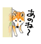 シニアの柴犬 いっちゃん(伊佐蔵)（個別スタンプ：5）