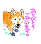 シニアの柴犬 いっちゃん(伊佐蔵)（個別スタンプ：6）