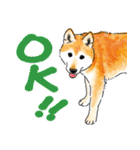 シニアの柴犬 いっちゃん(伊佐蔵)（個別スタンプ：7）