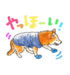 シニアの柴犬 いっちゃん(伊佐蔵)（個別スタンプ：8）