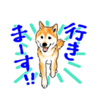 シニアの柴犬 いっちゃん(伊佐蔵)（個別スタンプ：10）