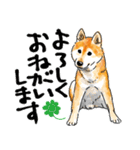 シニアの柴犬 いっちゃん(伊佐蔵)（個別スタンプ：11）