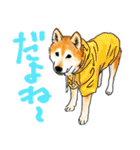 シニアの柴犬 いっちゃん(伊佐蔵)（個別スタンプ：18）