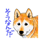 シニアの柴犬 いっちゃん(伊佐蔵)（個別スタンプ：20）