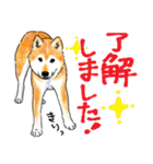 シニアの柴犬 いっちゃん(伊佐蔵)（個別スタンプ：21）