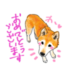 シニアの柴犬 いっちゃん(伊佐蔵)（個別スタンプ：22）