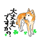 シニアの柴犬 いっちゃん(伊佐蔵)（個別スタンプ：24）