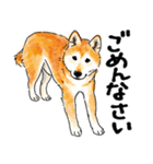 シニアの柴犬 いっちゃん(伊佐蔵)（個別スタンプ：27）