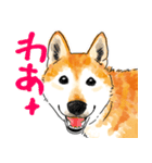 シニアの柴犬 いっちゃん(伊佐蔵)（個別スタンプ：30）