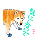 シニアの柴犬 いっちゃん(伊佐蔵)（個別スタンプ：31）