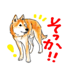 シニアの柴犬 いっちゃん(伊佐蔵)（個別スタンプ：32）