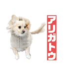 クリームモフ（個別スタンプ：7）