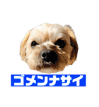 クリームモフ（個別スタンプ：8）