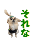 クリームモフ（個別スタンプ：11）