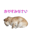 クリームモフ（個別スタンプ：13）