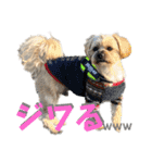 クリームモフ（個別スタンプ：18）