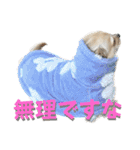 クリームモフ（個別スタンプ：21）