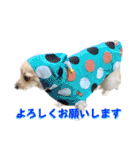 クリームモフ（個別スタンプ：37）