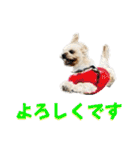 クリームモフ（個別スタンプ：38）