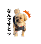 クリームモフ（個別スタンプ：40）
