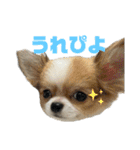 イズ様とロイ様。時々オレオ（個別スタンプ：14）