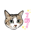 猫の絵、犬の絵スタンプ。②（個別スタンプ：7）