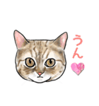 猫の絵、犬の絵スタンプ。②（個別スタンプ：16）