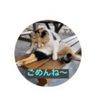 杉国看板猫みーちゃんとクロ（個別スタンプ：1）