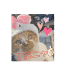 杉国看板猫みーちゃんとクロ（個別スタンプ：3）