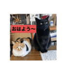 杉国看板猫みーちゃんとクロ（個別スタンプ：4）