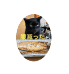 杉国看板猫みーちゃんとクロ（個別スタンプ：6）