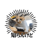 杉国看板猫みーちゃんとクロ（個別スタンプ：11）
