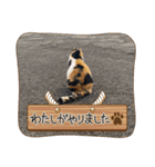 杉国看板猫みーちゃんとクロ（個別スタンプ：12）