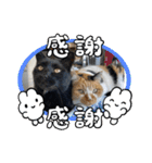 杉国看板猫みーちゃんとクロ（個別スタンプ：13）