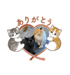 杉国看板猫みーちゃんとクロ（個別スタンプ：14）